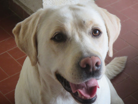 Brenda di Villa Baroni – “Emilie” – Labrador giallo femmina