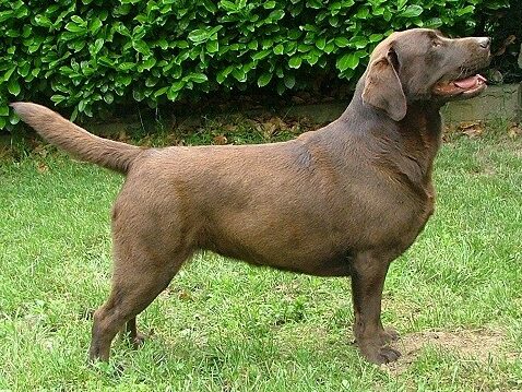 Fanny di San Nicolo's End – “Fanny” – Labrador chocolate femmina