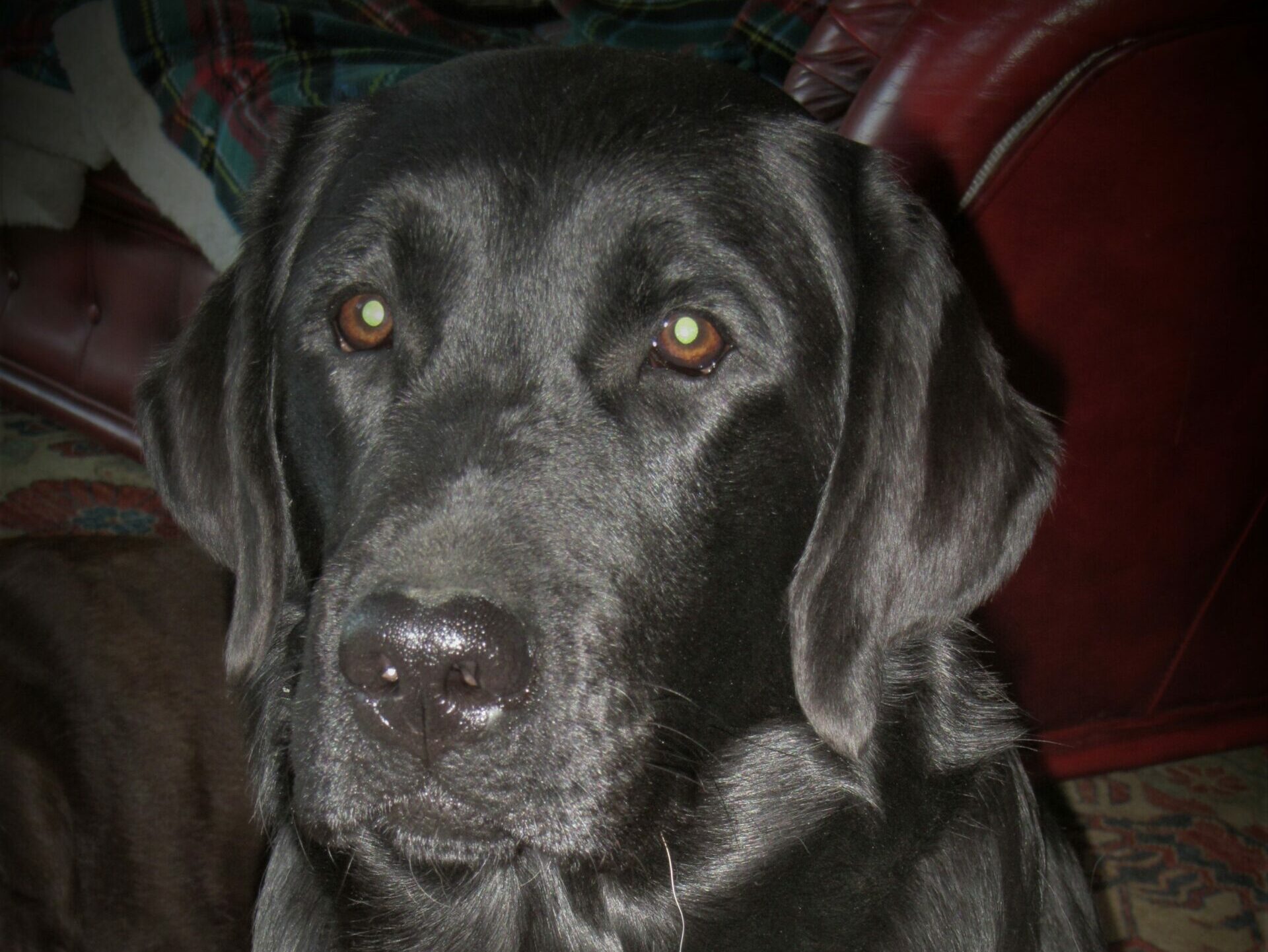 Sindia's Yasmine for Goldenflame – “Madison” – Labrador nera femmina