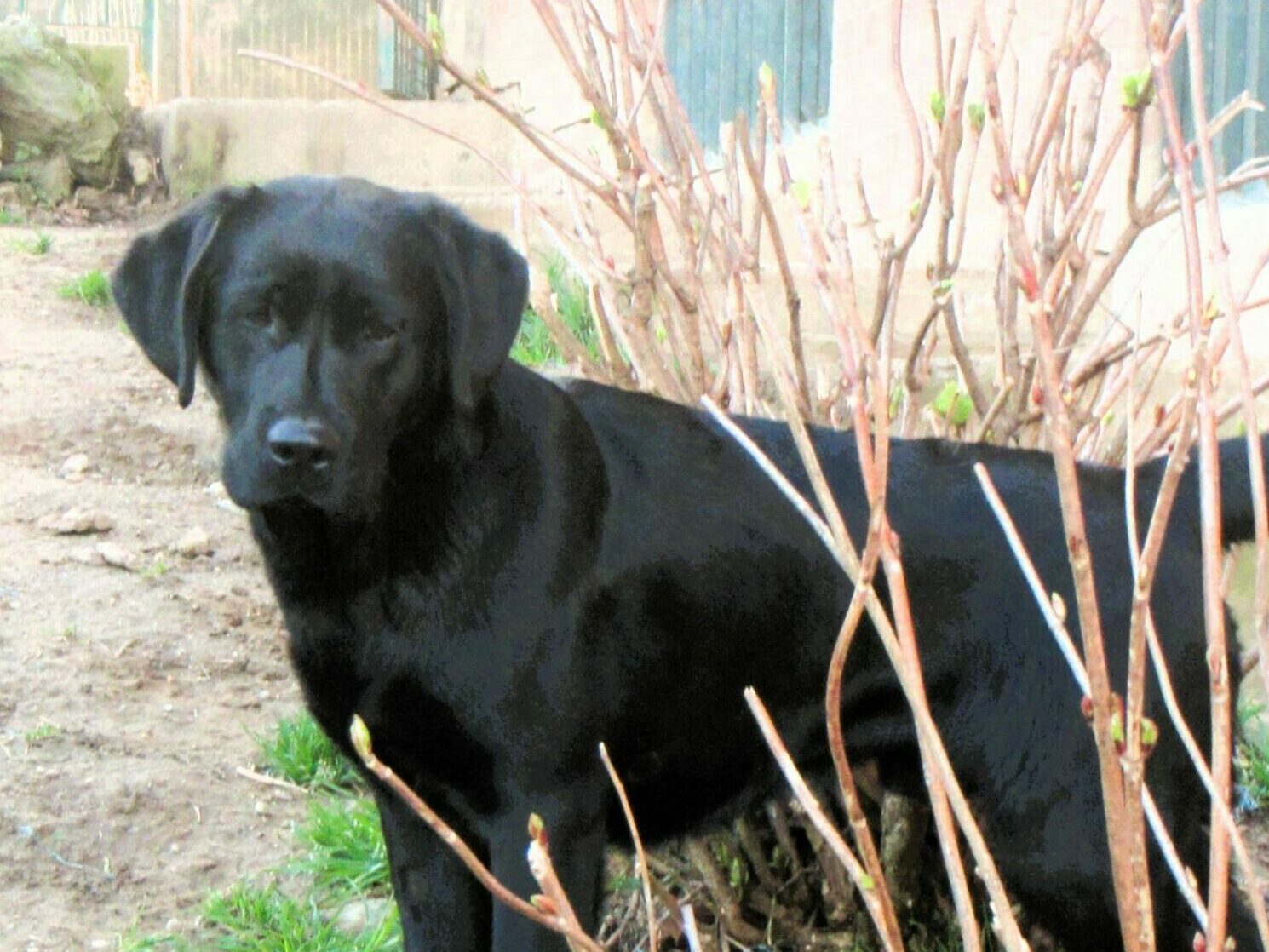 Mozart – Labrador nera maschio