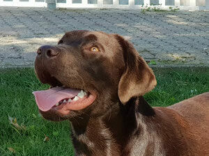 Goldenflame's Home Rose – Labrador chocolate femmina