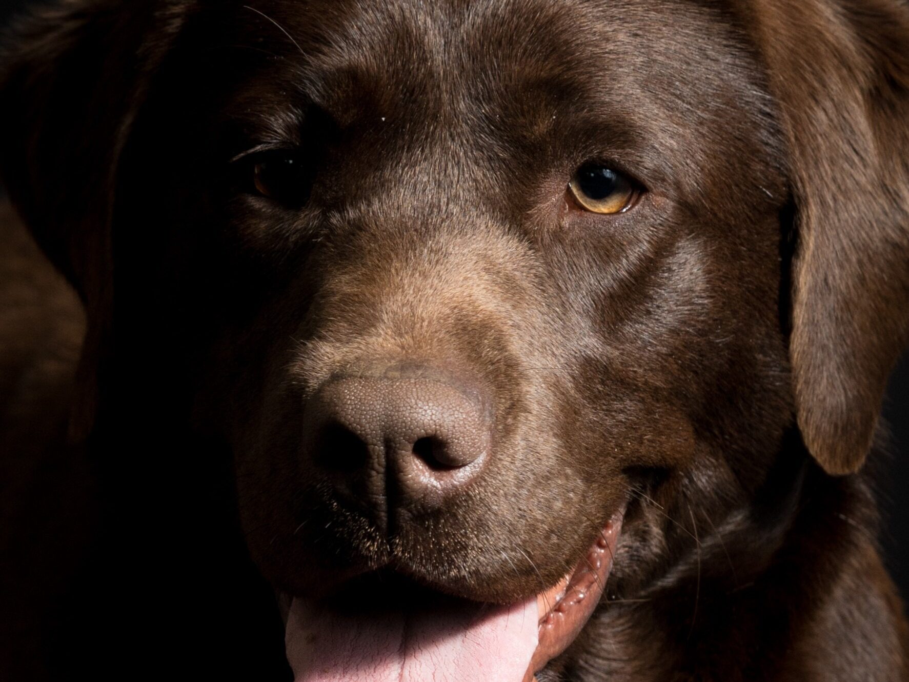 Sophie – Labrador chocolate femmina