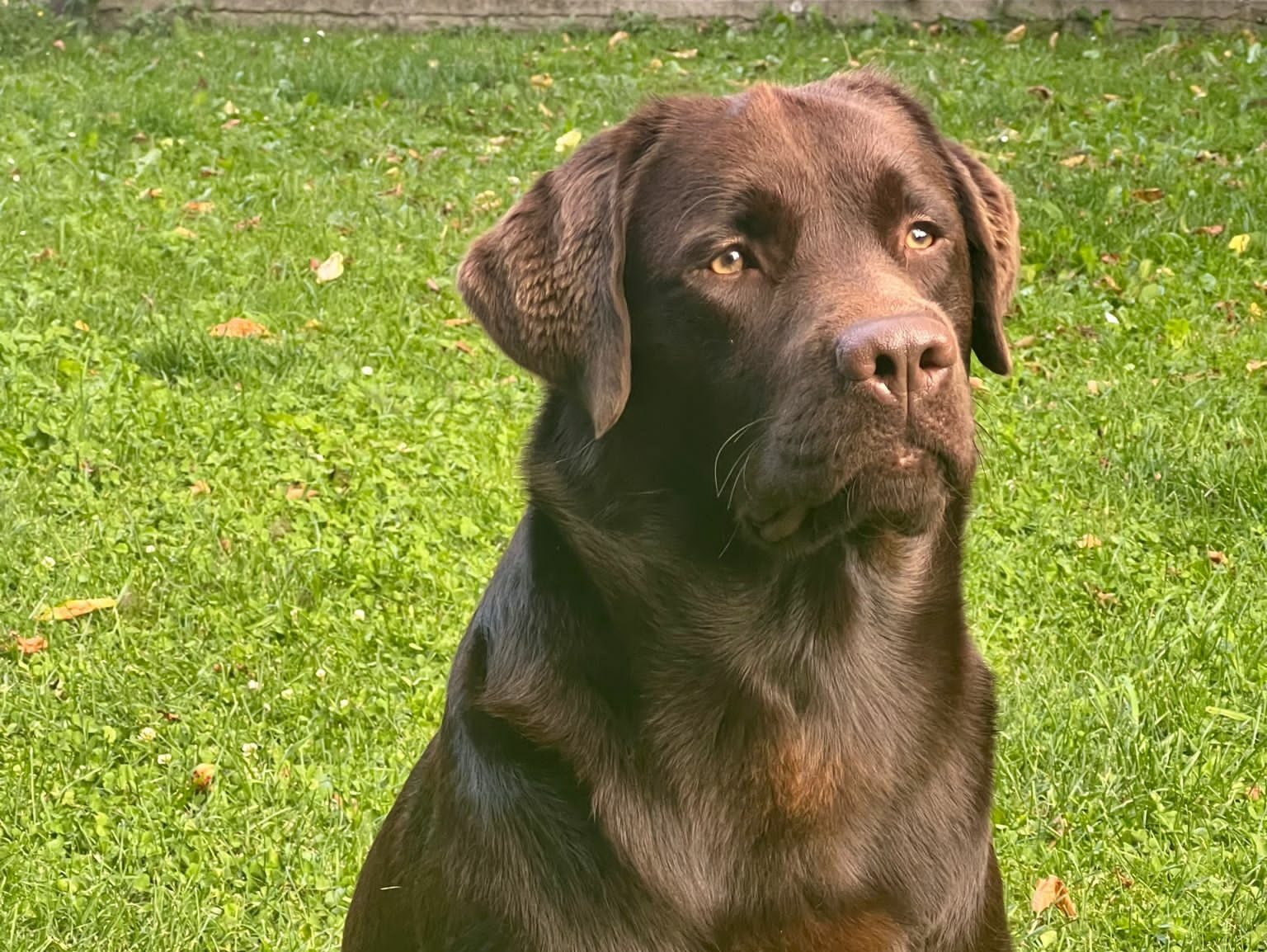 Goldenflame's Home Brahms – “ZED” – Labrador chocolate maschio