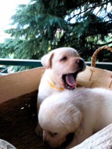 Cucciolata di Labrador Retrievers. Cuccioli labrador gialli, miele, beige. Cuccioli Labrador Piemonte. Labrador cucciolo che sbadiglia