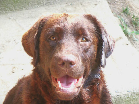 Labrador chocolate femmina in Piemonte. Allevamento Labrador Flame.