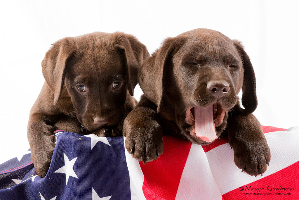 Cuccioli di labrador chocolate, cioccolato e marroni.