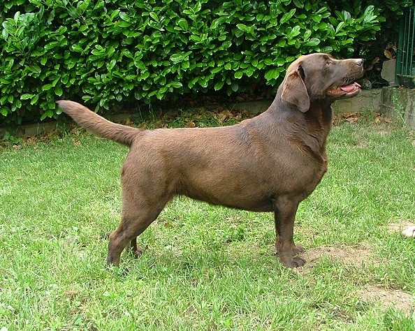 Labrador adulto femmina Fanny del nostro allevamento