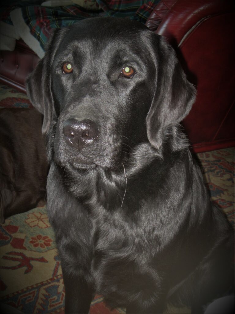 Labrador femmina nera. Labrador con Pedigree. Allevamento Labrador Flame.
