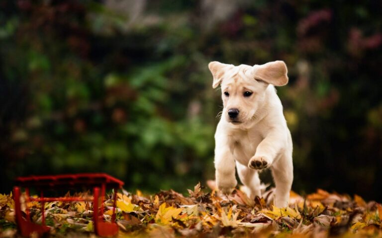 Cucciola bionda e slitta