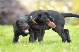 cuccioli di labrador