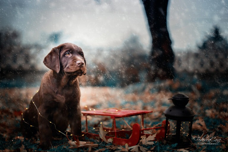 Cucciolo cioccolato neve slitta