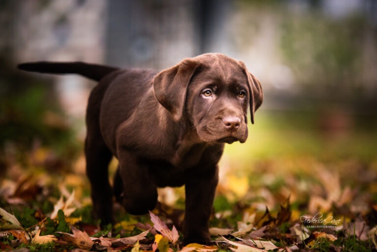 Cucciolo marrone cammina