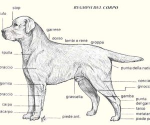 Lo standard di razza del Labrador Retriever. Allevamento LabradorFlame piemonte. Cuccioli di Labrador.