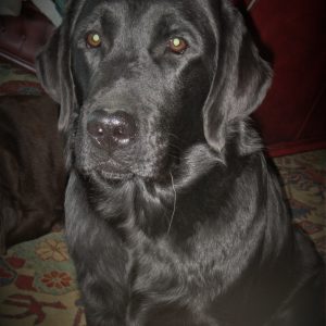 Labrador femmina nera. Labrador con Pedigree. Allevamento Labrador Flame.